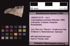 Foto (Objekt + Etiketten) von Cracensigillatus acutirostris (Moericke, 1889) (NHMW-GEO-1990-0041-0179)